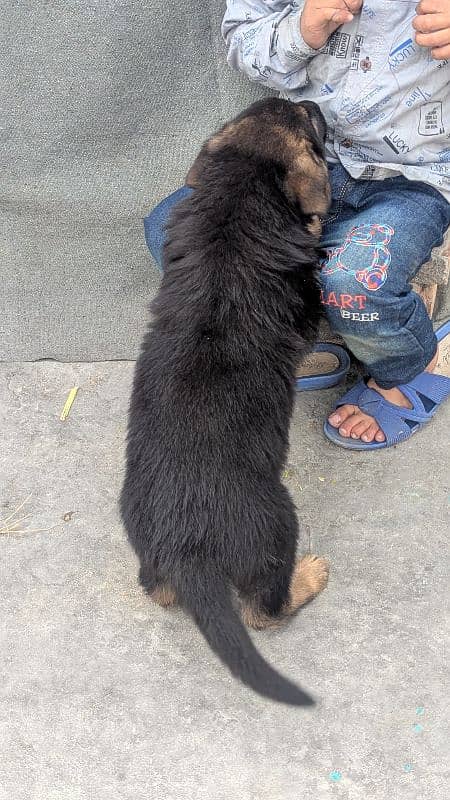 German Shepherd Puppies Pair 6