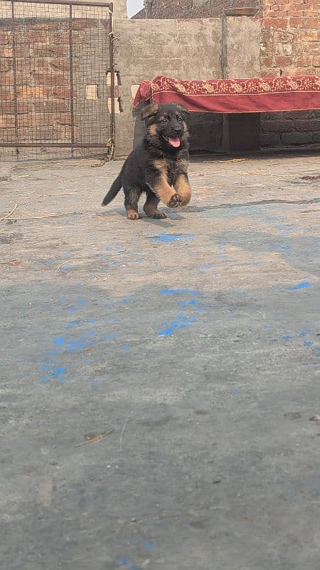 German Shepherd Puppies Pair 7