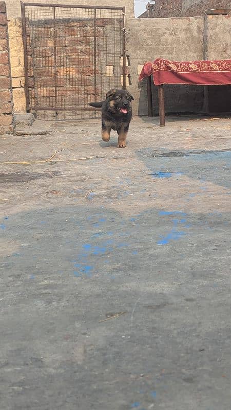 German Shepherd Puppies Pair 8