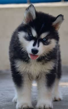 Siberian husky Puppy | Siberian husky Dog!  husky Puppy male & female