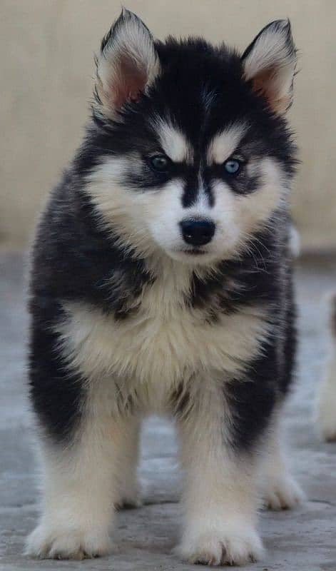 Siberian husky Puppy | Siberian husky Dog!  husky Puppy male & female 1