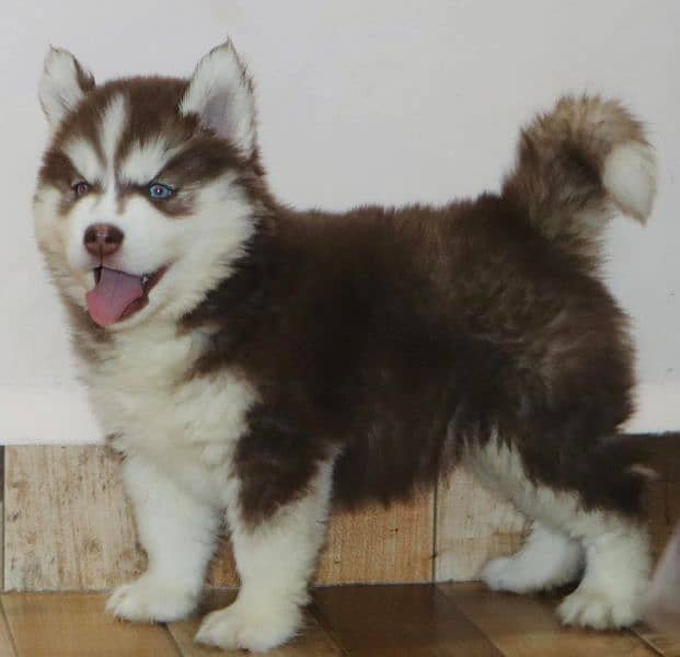 Siberian husky Puppy | Siberian husky Dog!  husky Puppy male & female 3