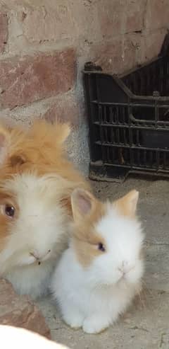 lionhead dwarf rabbit / bunny