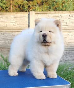 Chow chow Puppy for sale