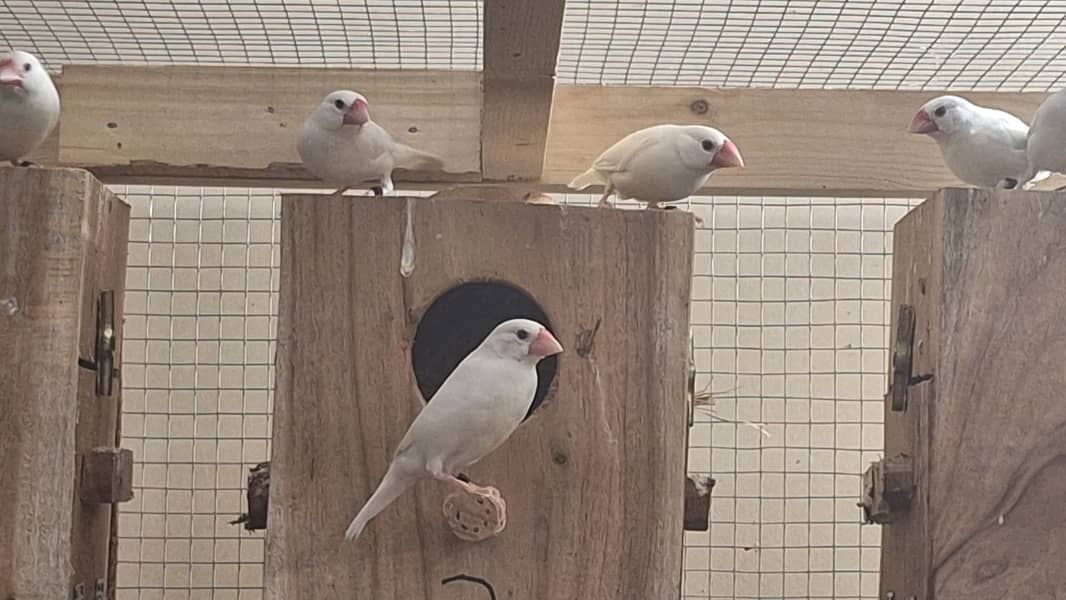 White Silver and Grey Java finches for sale 0