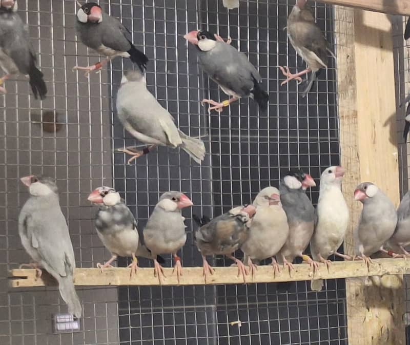 White Silver and Grey Java finches for sale 1