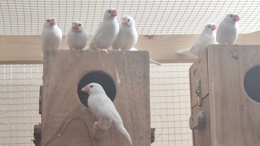 White Silver and Grey Java finches for sale 3