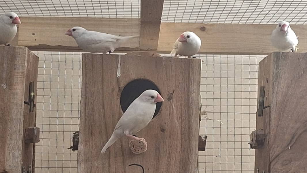 White Silver and Grey Java finches for sale 5