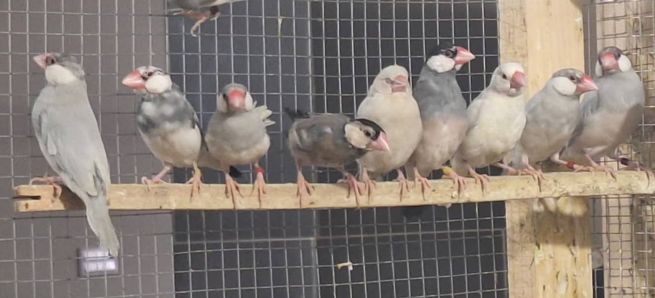 White Silver and Grey Java finches for sale 6