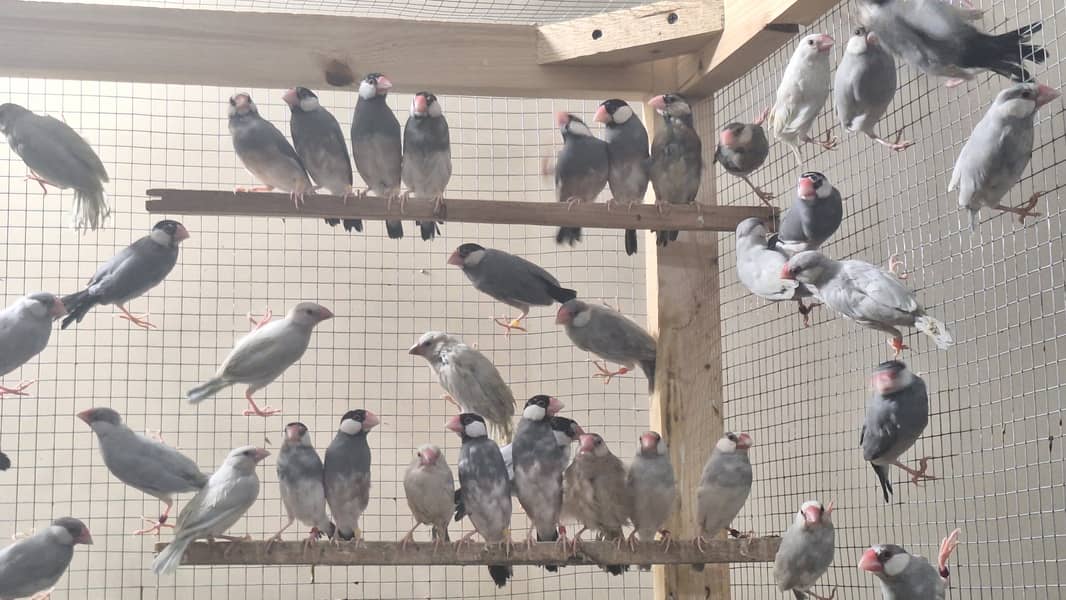 White Silver and Grey Java finches for sale 7