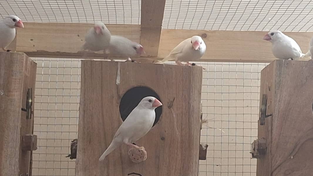 White Silver and Grey Java finches for sale 8