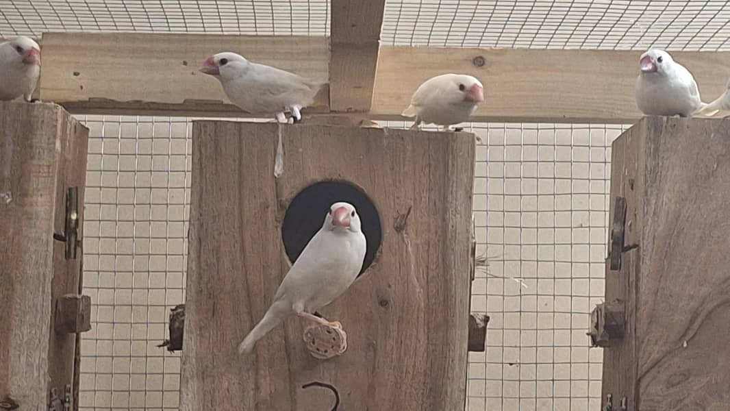 White Silver and Grey Java finches for sale 9