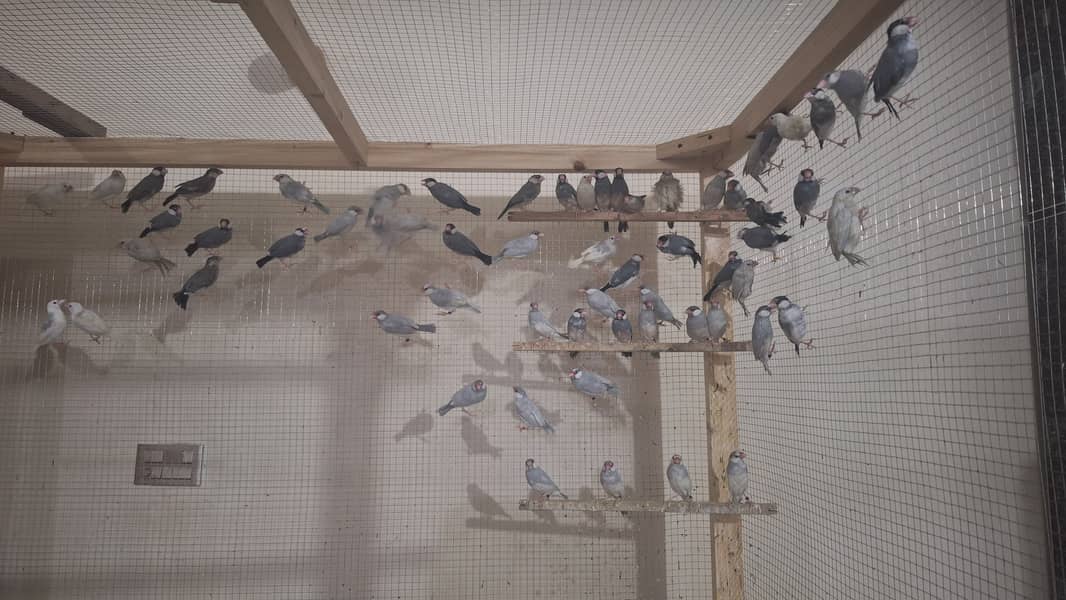 White Silver and Grey Java finches for sale 10