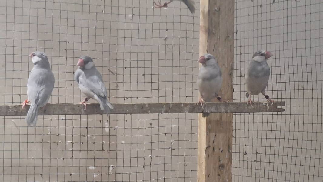 White Silver and Grey Java finches for sale 11