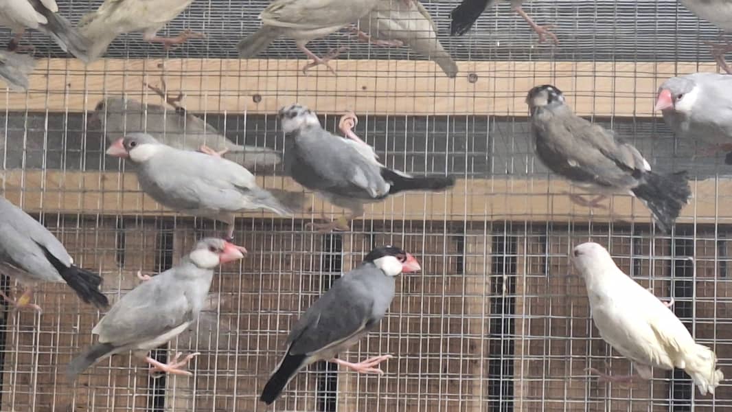 White Silver and Grey Java finches for sale 12