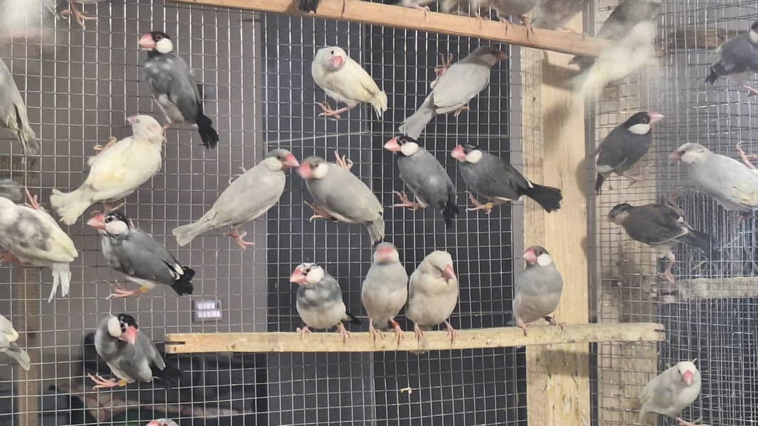 White Silver and Grey Java finches for sale 13