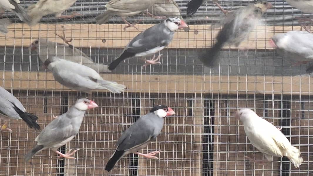 White Silver and Grey Java finches for sale 14