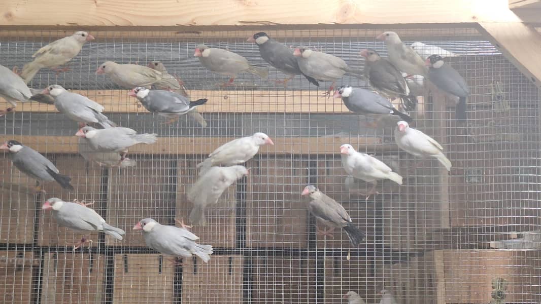 White Silver and Grey Java finches for sale 15