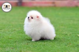 teacup pomeranian Puppy for sale | high quality Dog male & female