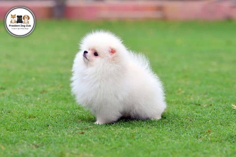 teacup pomeranian Puppy for sale | high quality Dog male & female 0