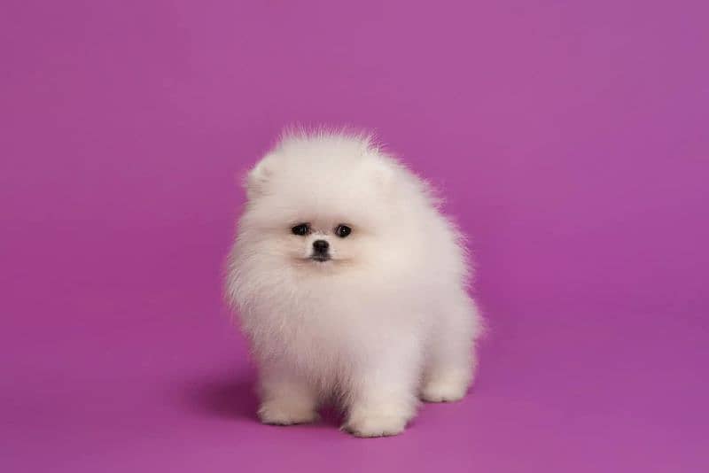 teacup pomeranian Puppy for sale | high quality Dog male & female 1