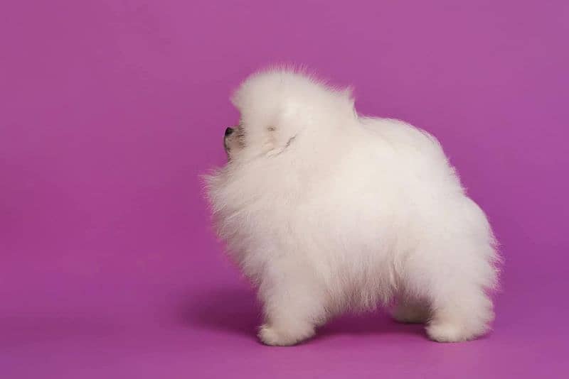 teacup pomeranian Puppy for sale | high quality Dog male & female 2