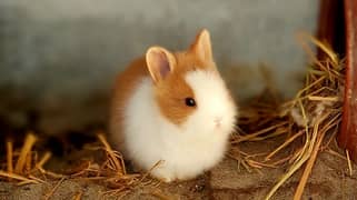 Lionhead dwarf rabbit / bunny