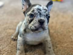 French bulldog Puppy for sale male and female