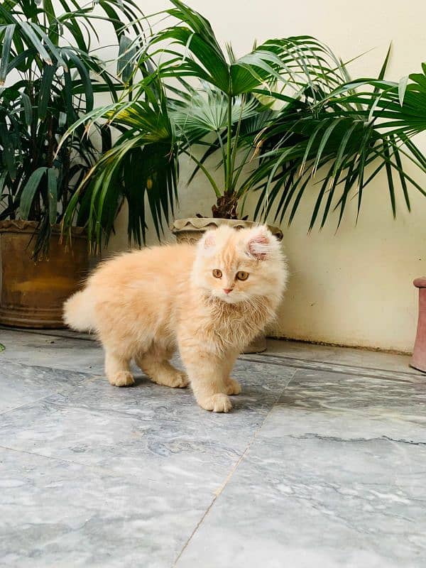 A cute brown color tripple coat kitten is available 1