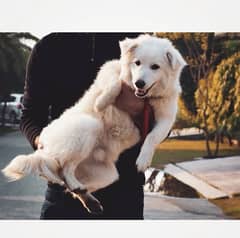 White Pure Samoyed Black nose for urgent sale