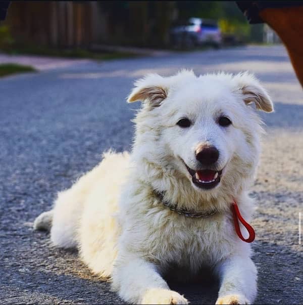 White Pure Samoyed Black nose for urgent sale 1