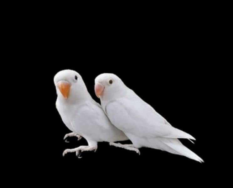 Love birds 1