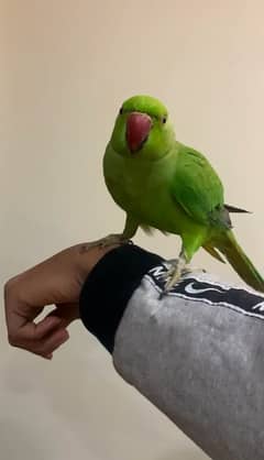 Tame parrot Ringneck male