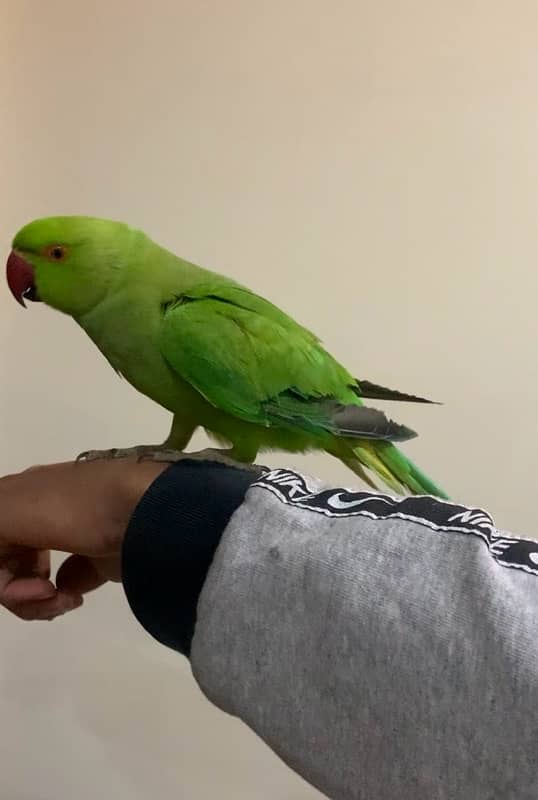 Tame parrot Ringneck male 1