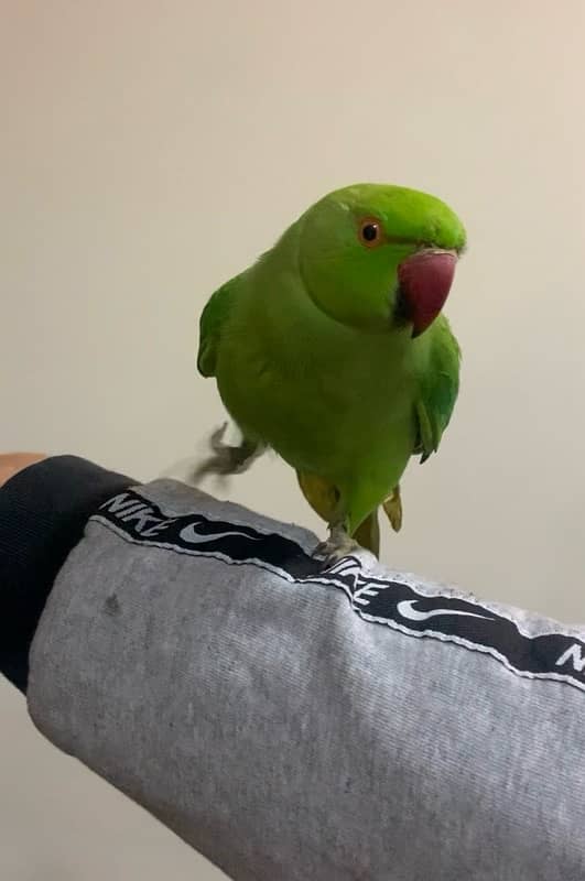 Tame parrot Ringneck male 2