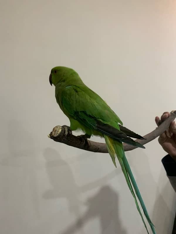 Tame parrot Ringneck male 3