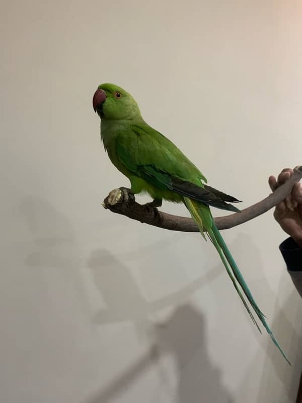 Tame parrot Ringneck male 4