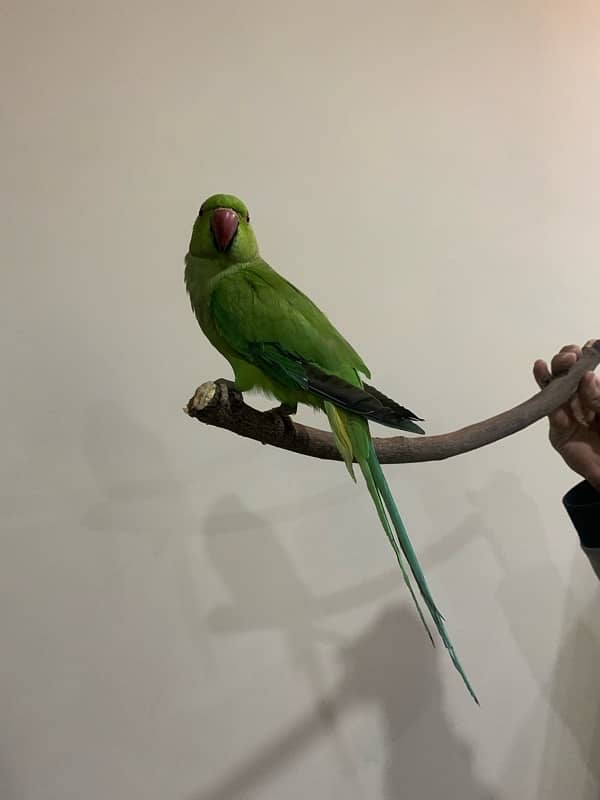 Tame parrot Ringneck male 5