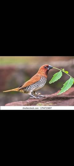 munia finch available for sale in lahore