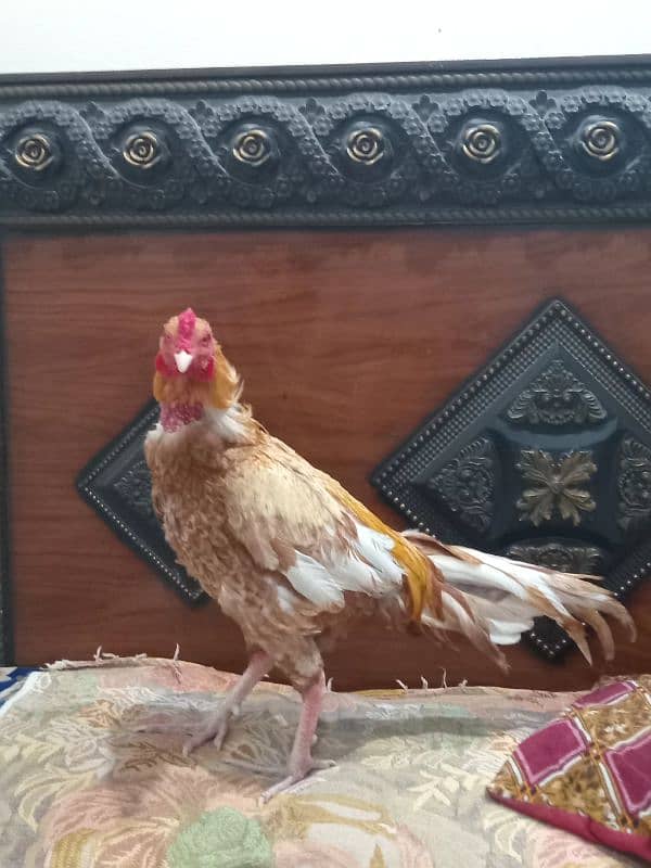 aseel sindhi murga for sale 0