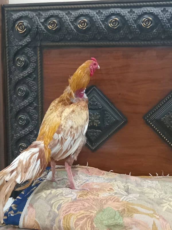 aseel sindhi murga for sale 1