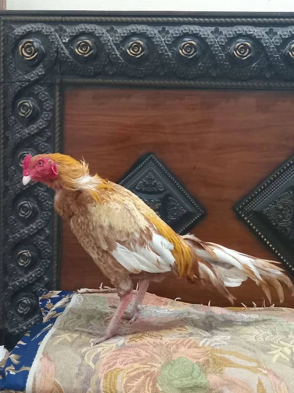 aseel sindhi murga for sale 2