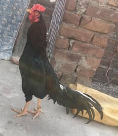 Top quality patha for sale 03190635699 wattsp number