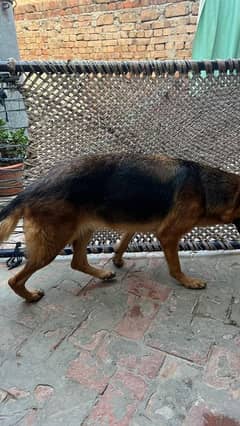 German Shepherd For Sale