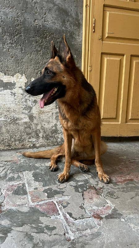 German Shepherd For Sale 1