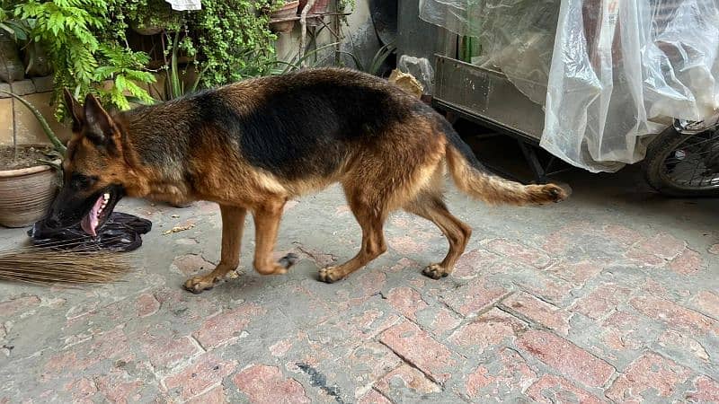 German Shepherd For Sale 2