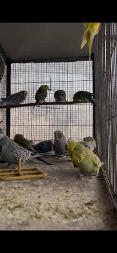 Exhibition Budgies Available