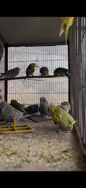 Exhibition Budgies Available 0