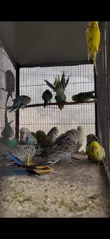 Exhibition Budgies Available 1