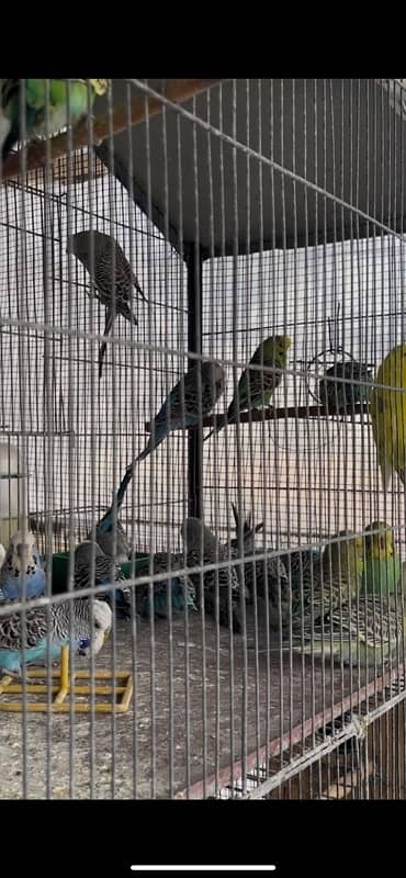 Exhibition Budgies Available 2